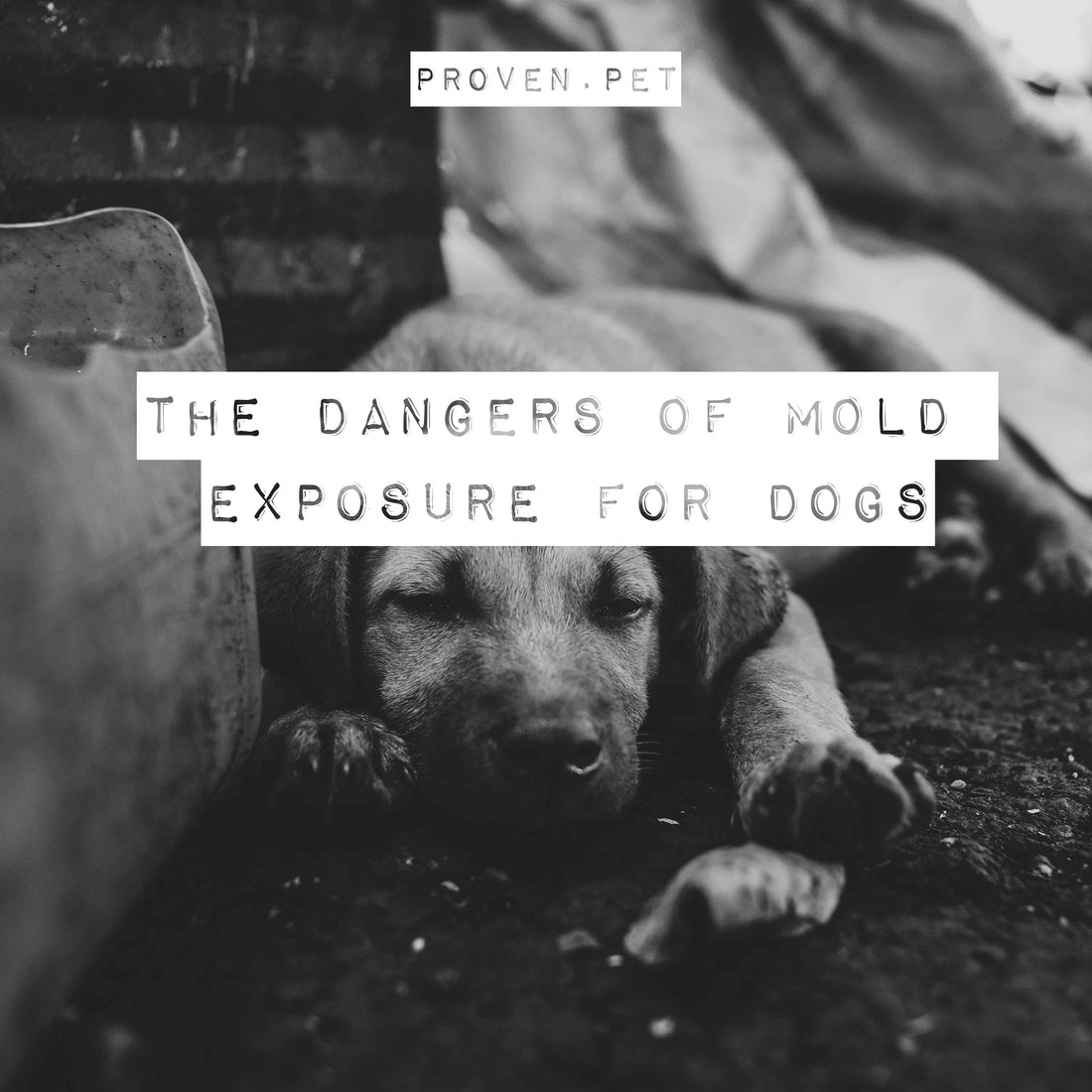 The Dangers of Mold Exposure for Dogs