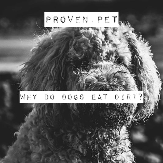 Why do dogs eat dirt?