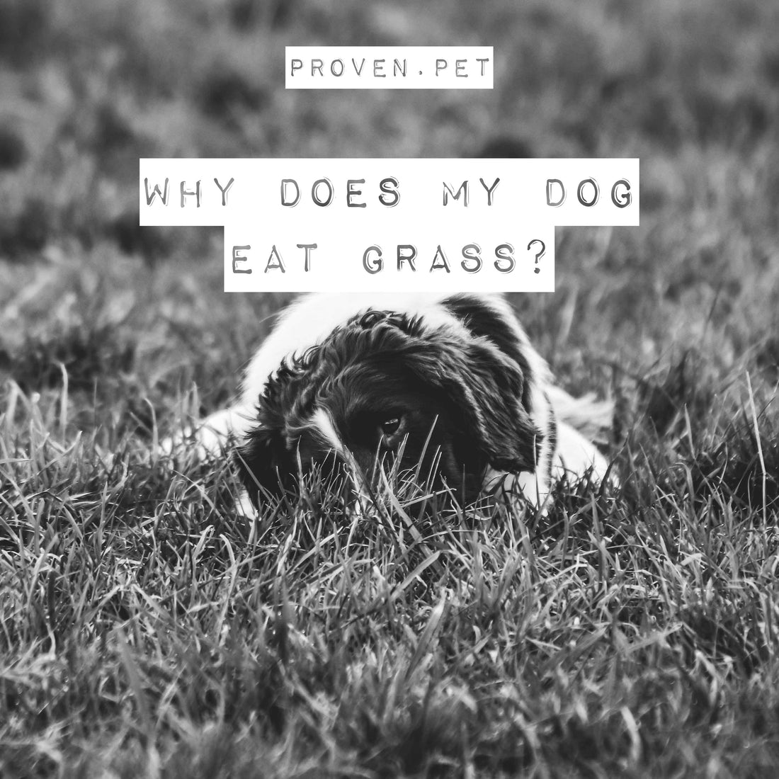 Why Does My Dog Eat Grass? Proven.pet