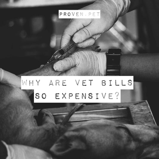 Why are veterinarian bills so expensive?